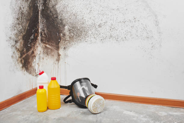 Best Professional Mold Removal  in Mcnary, AZ