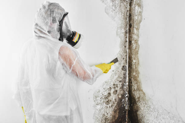 Best Mold Damage Repair  in Mcnary, AZ