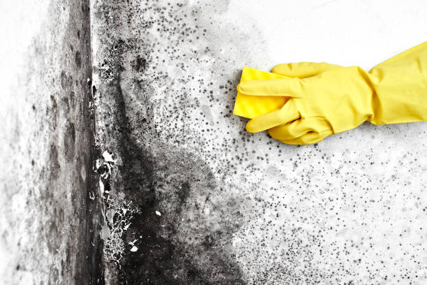 Professional Mold Removal in Mcnary, AZ