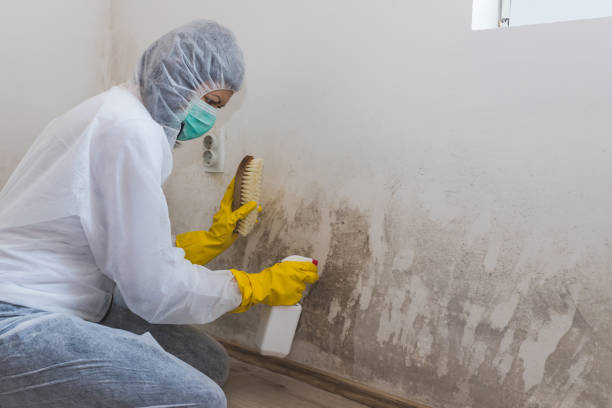 Best Attic Mold Removal  in Mcnary, AZ