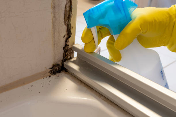 Best Same-Day Mold Removal  in Mcnary, AZ