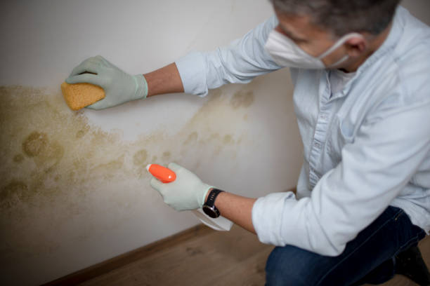 Best Professional Mold Removal  in Mcnary, AZ