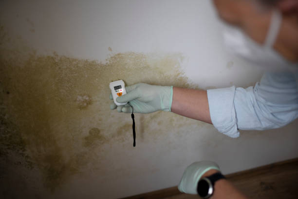 Best Office Mold Removal Services  in Mcnary, AZ