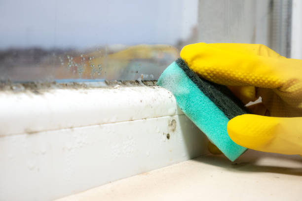 Best Professional Mold Removal  in Mcnary, AZ