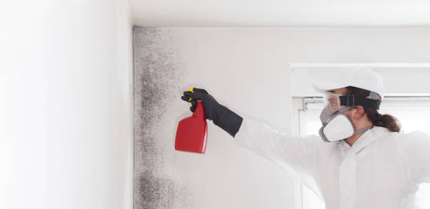Best Mold Damage Repair  in Mcnary, AZ