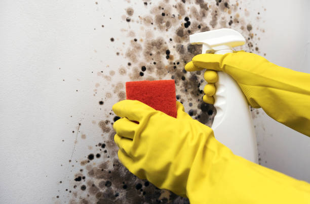 Best Same-Day Mold Removal  in Mcnary, AZ