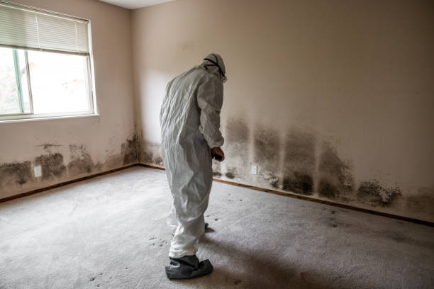 Best Mold Testing and Removal  in Mcnary, AZ