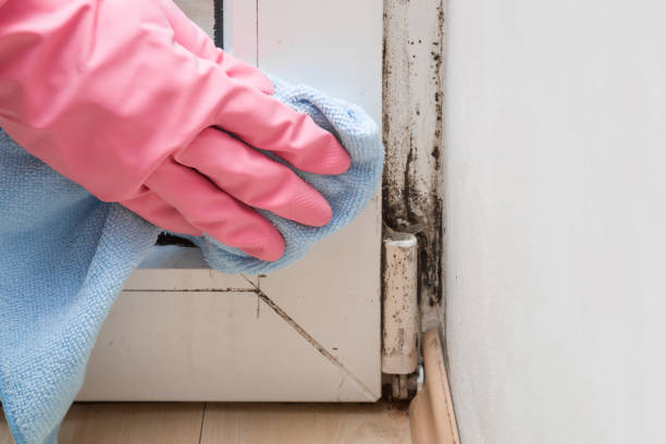 Best Mold Removal Company Near Me  in Mcnary, AZ