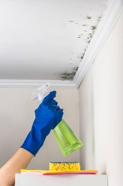 Office Mold Removal Services in Mcnary, AZ